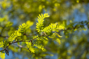 Honey Locust Leaves